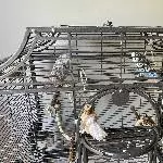 Dringend neues liebevolles Zuhause gesucht Bild 1