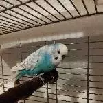 ♥ Krümel sucht liebevolles Zuhause ♥ Bild 1