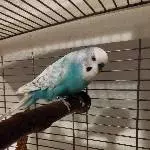 ♥ Krümel sucht liebevolles Zuhause ♥ Bild 2
