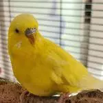 3 Wellis suchen ein neues Zuhause Bild 1