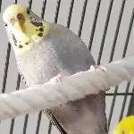 3 Wellis suchen ein neues Zuhause Bild 4