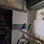 2 Wellis suchen ein neues Zuhause Bild 1