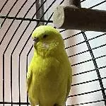 Welli Henne Lili, ca. 7 Jahre, sucht einen Schwarm Bild 1