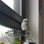 Verwitweter weißer Welli Benji (10) sucht neues Zuhause Bild 3