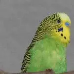1 Pärchen abzugeben (M+W) Bild 7
