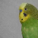 1 Pärchen abzugeben (M+W) Bild 4
