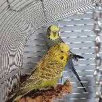 Maya und Putzi suchen ein neues Zuhause mit neuen Freunden Bild 1