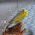 Maya und Putzi suchen ein neues Zuhause mit neuen Freunden Bild 3