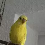 Wellensittich (m) such neues Zuhause Bild 2