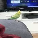 Suche für Henne dringend ein neues Zuhause Bild 1