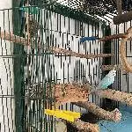 Aufgeweckter Vio (10) sucht einen neuen Partner Bild 1