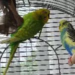 2 Jungs von älterer Dame suchen neues Zuhause Bild 1