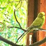 Hilfe! Toni allein zu Hause... sucht wieder Kumpels! Bild 1