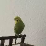 Susi sucht neue Freunde Bild 3