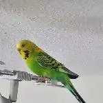 Einsame Henne sucht Anschluss Bild 1
