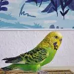 Einsame Henne sucht Anschluss Bild 2