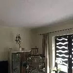 Wellensittiche schweren Herzens abzugeben Bild 7