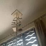 Wellensittiche schweren Herzens abzugeben Bild 5