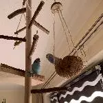 Wellensittiche schweren Herzens abzugeben Bild 6
