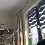 Wellensittiche schweren Herzens abzugeben Bild 3