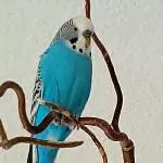 3jähriger Welli Hahn sucht neues Zuhause Bild 2