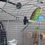 7 tolle Wellis abzugeben Bild 2