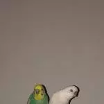 Wellis abzugeben Bild 1