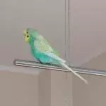Charly sucht ein neues Zuhause Bild 2