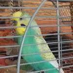 Charly sucht ein neues Zuhause Bild 1