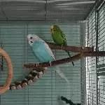 2 Wellis suchen Familie Bild 1