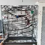 männlicher Welli mit Megabakterien braucht neues fürsorgliches zu Hause Bild 1