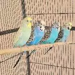 4 Wellis suchen neues zu Hause Bild 1