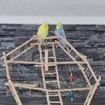 2 Wellis mit sämtlichen Zubehör Bild 1