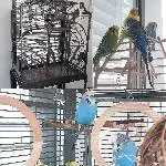 4 Wellis suchen liebevolles Zuhause Bild 1