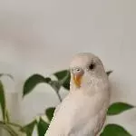 Henne sucht neuen Körnergeber Bild 2