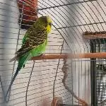 Strolch sucht ein Zuhause Bild 1