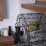 2 Wellensittiche dringend abzugeben Bild 2