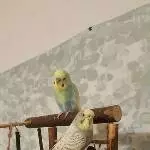 Welli-Pärchen abzugeben Bild 8