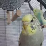 Welli-Pärchen abzugeben Bild 1