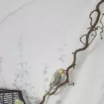 Welli-Pärchen abzugeben Bild 5