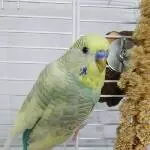 Welli-Pärchen abzugeben Bild 6