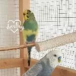 2 junge, aktive Wellis suchen ein neues Zuhause Bild 4