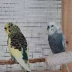 2 junge, aktive Wellis suchen ein neues Zuhause Bild 3