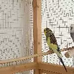 2 junge, aktive Wellis suchen ein neues Zuhause Bild 1