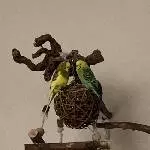 Welli-Pärchen sucht ein neues Zuhause Bild 4