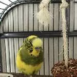 Welli-Pärchen sucht ein neues Zuhause Bild 1