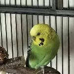 Welli-Pärchen sucht ein neues Zuhause Bild 2