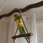 Welli-Pärchen sucht ein neues Zuhause Bild 3