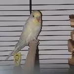 1jahr junge Wellis Bild 1