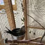 3 junge Bourkesittiche Bild 5
